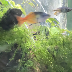 Publication de Erv63