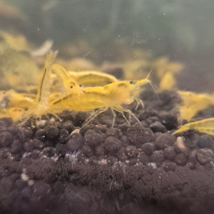 Neocaridina Yellow