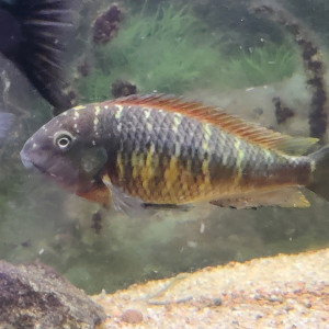 Lot complet de Cichlidés Tanganyika / Malawi adultes – Tropheus Ikola, Duboisi, Aulonocara