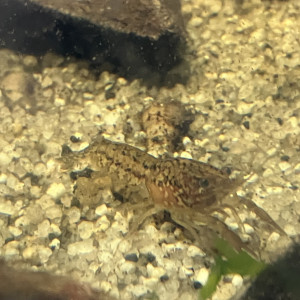 Écrevisse de 2 à 5-6 cms