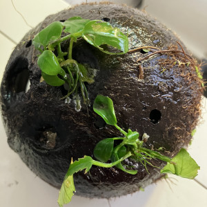 Noix 🌰 de coco avec 2 anubias nana Tropical