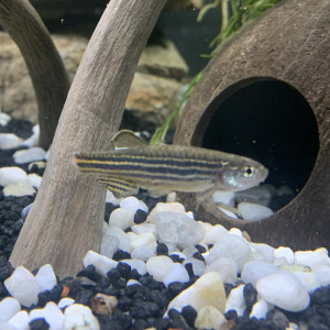 Publication de fargochat