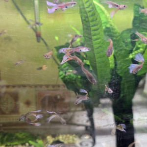 A donner aquarium et guppys
