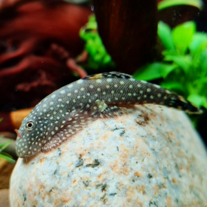 Pseudogatromyson myersi