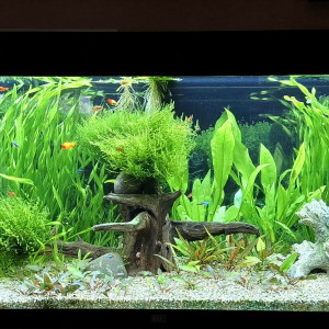 Publication de Gujuwel