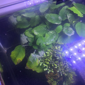 Publication de Laurene27