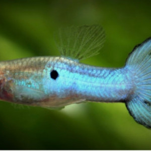 Échange guppy