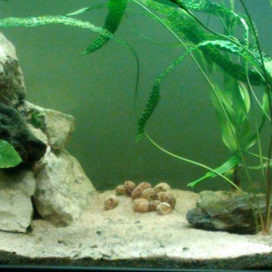 Cryptoocoryne aponogetifiola