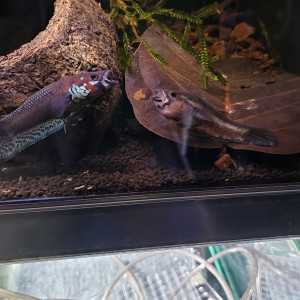 Jeune Betta pallifina