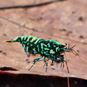 Lot de 10 Wicked Stardust KW 2024 lineage