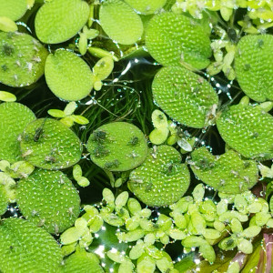 Publication de Orion07