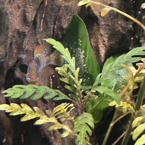 Publication de Scylla_59