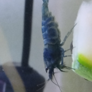 Publication de Olivier1977