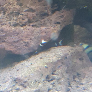 Publication de PORTELLI