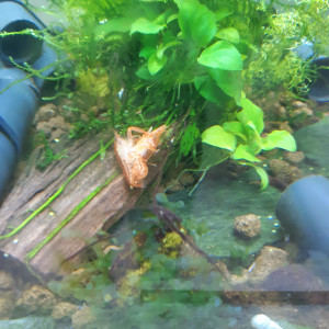 Publication de PORTELLI