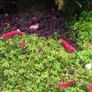 Crevettes néocaridina Red Cherry