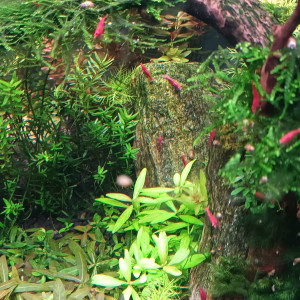 Crevettes néocaridina Red Cherry