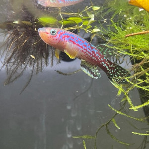 124 Fundulopanchax marmoratus Bakossi Camp ADL 13-37