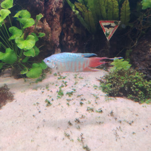 Publication de Flo83