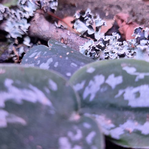 Publication de ArtemusKlegg