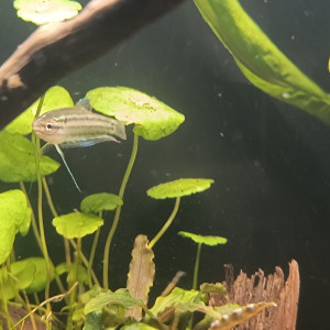 Publication de Gregbo