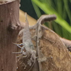 Publication de Gregbo