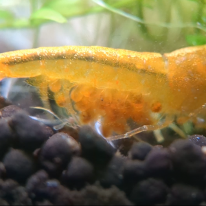 Caridina jaune king Kong yellow