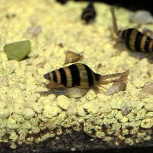 Donne plusieurs escargots Anentome Helena