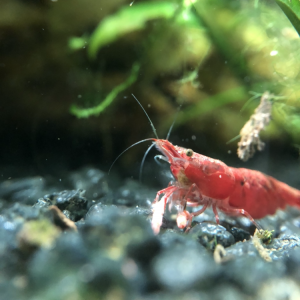 Crevettes red cherry