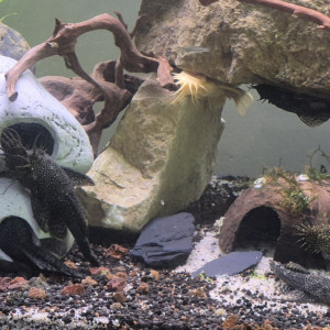 Vends/echange ancistrus adultes