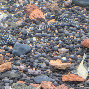 donne/echange ancistrus juvéniles