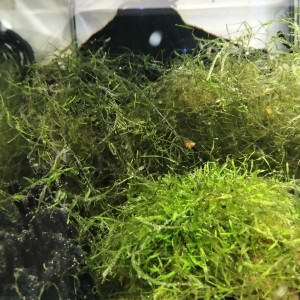 244 Jeune Couple Fundulopanchax scheeli