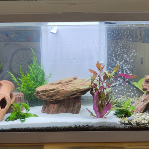 Publication de Biokass