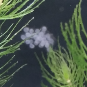 Publication de Olivier1977