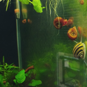 Publication de Olivier1977