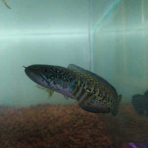 channa aurantimaculata