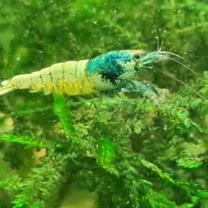 Crevettes blue bolt