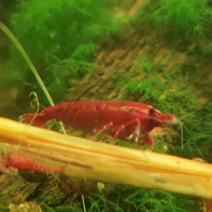 Crevettes bloody mary