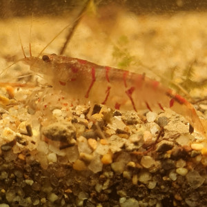 Crevettes tiger red