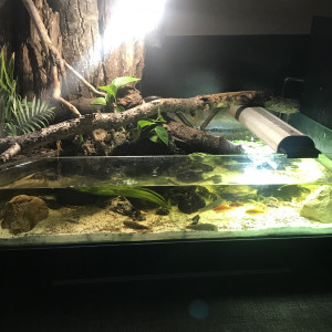 Publication de Balla