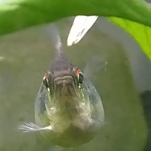 Publication de Anubiadamidum