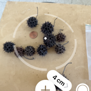 Fruits de liquidimbar