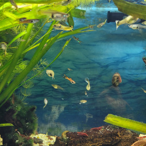 Guppy mal femelle adulte bébé