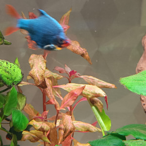 Publication de Pinto