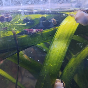 Vds crevette transparente, bleu, rouge