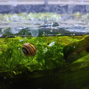 Escargot zèbre