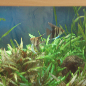 Publication de jlflokin