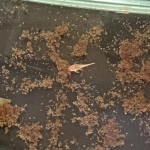 Ancistrus gold albinos