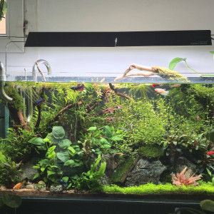 Publication de Yazdan