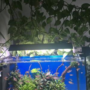 Publication de Yazdan